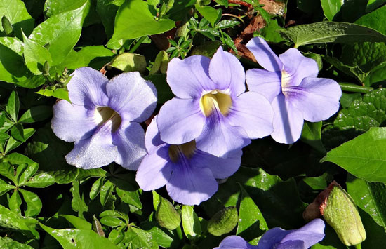 Climbing Flowers that Make Your Garden More Attractive Blue Sky Vine