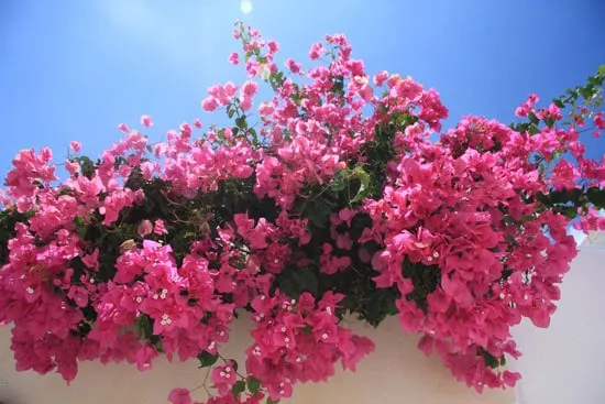 Climbing Flowers that Make Your Garden More Attractive Bougainvillea