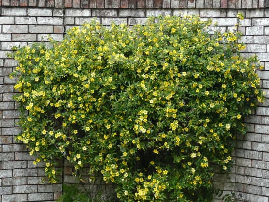 Climbing Flowers that Make Your Garden More Attractive Carolina Jessamine