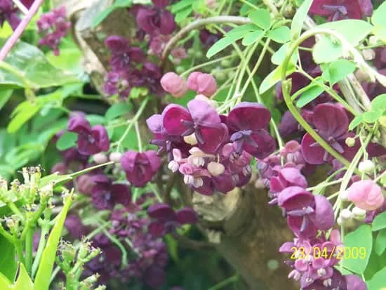 Climbing Flowers that Make Your Garden More Attractive Chocolate Vine