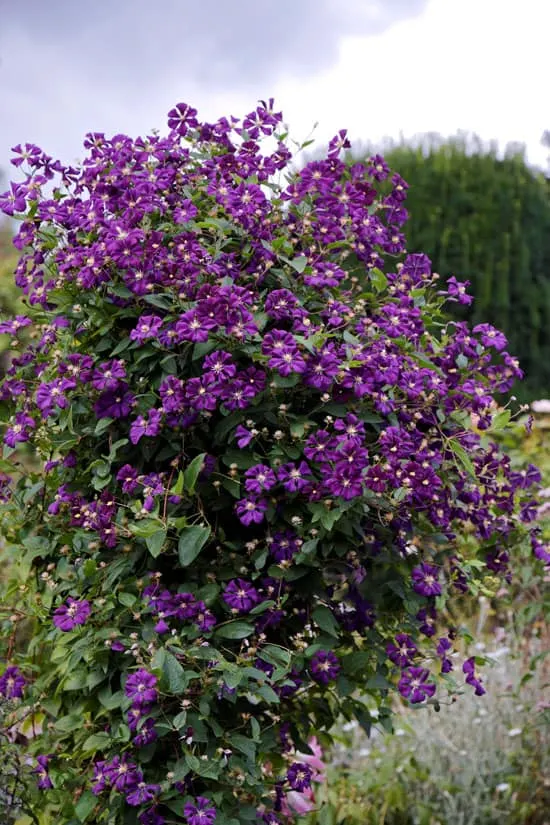 Climbing Flowers that Make Your Garden More Attractive Clematis Etoile Violette