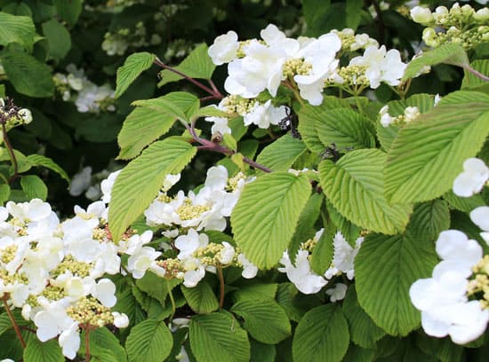 Climbing Flowers that Make Your Garden More Attractive Climbing Hydrangea Hydrangea petiolaris​