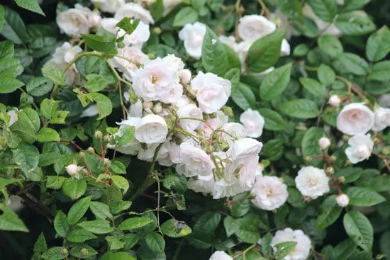 Climbing Flowers that Make Your Garden More Attractive Climbing Rose