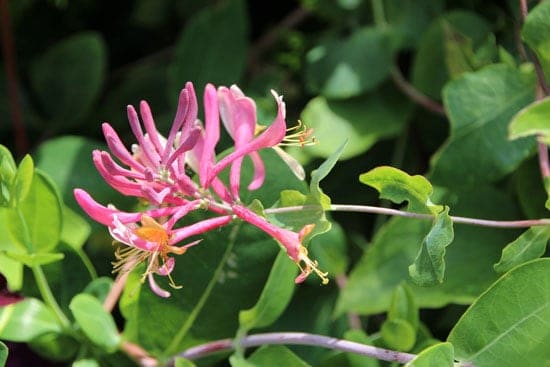 Climbing Flowers that Make Your Garden More Attractive Coral Honeysuckle