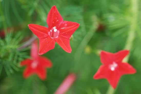 Climbing Flowers that Make Your Garden More Attractive Cypress Vine