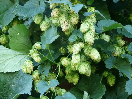 Climbing Flowers that Make Your Garden More Attractive Hops Humulus lupulus