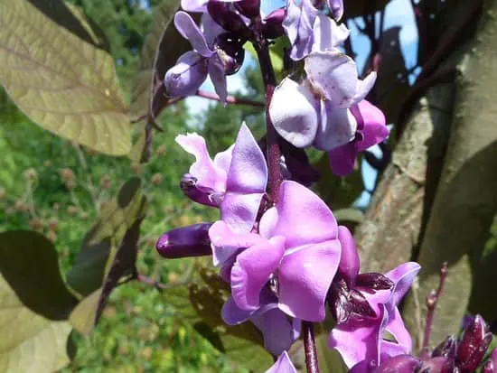 Climbing Flowers that Make Your Garden More Attractive Hyacinth Bean