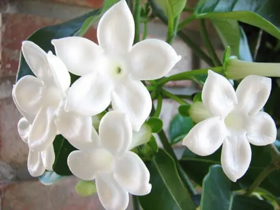 Climbing Flowers that Make Your Garden More Attractive Madagascar Jasmine