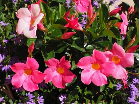Climbing Flowers that Make Your Garden More Attractive Mandevilla