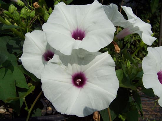 Climbing Flowers that Make Your Garden More Attractive Moonflower