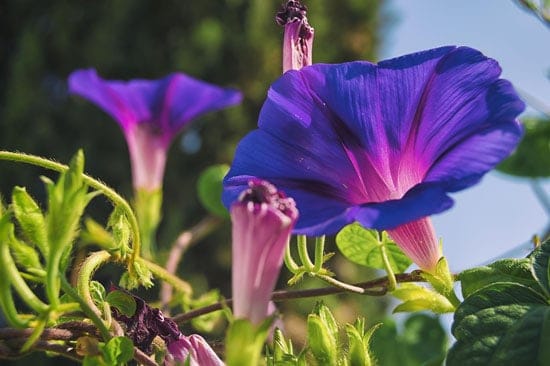 Climbing Flowers that Make Your Garden More Attractive Morning Glory