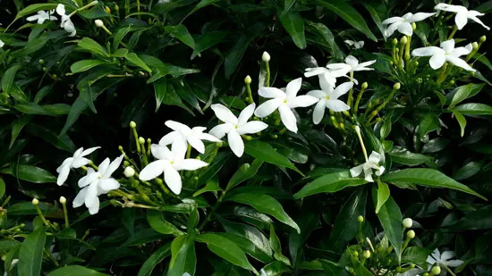 Climbing Flowers that Make Your Garden More Attractive Star Jasmine