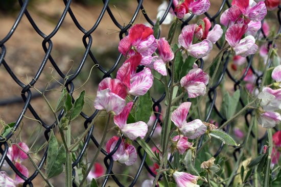 Climbing Flowers that Make Your Garden More Attractive Sweet Pea
