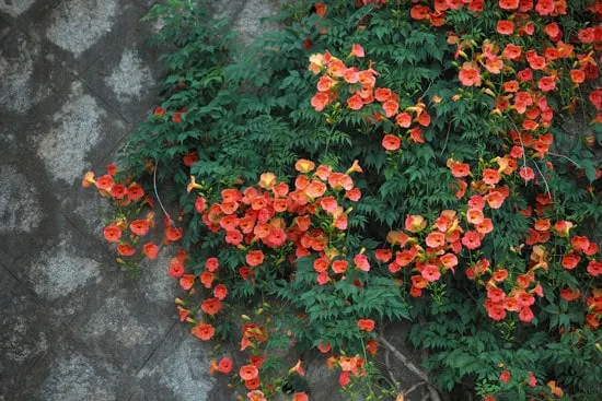 Climbing Flowers that Make Your Garden More Attractive Trumpet Vine Campsis