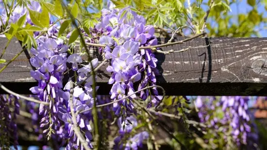Climbing Flowers that Make Your Garden More Attractive Wisteria