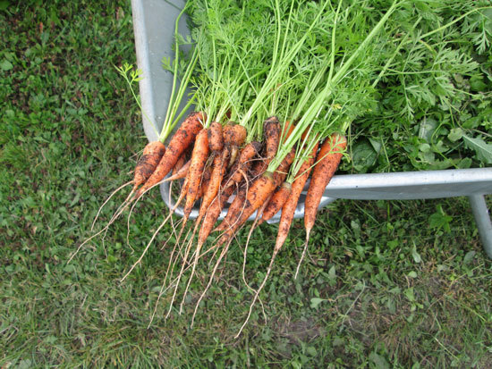 Fast Growing Salad Vegetables Baby Carrots
