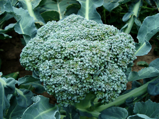 Fast Growing Salad Vegetables Broccolini and Broccoli