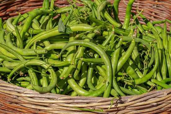 Fast Growing Salad Vegetables Bush Beans