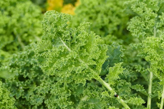 Fast Growing Salad Vegetables Kale