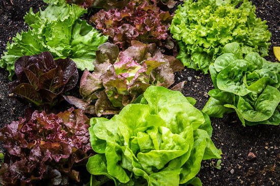 Fast Growing Salad Vegetables Lettuce