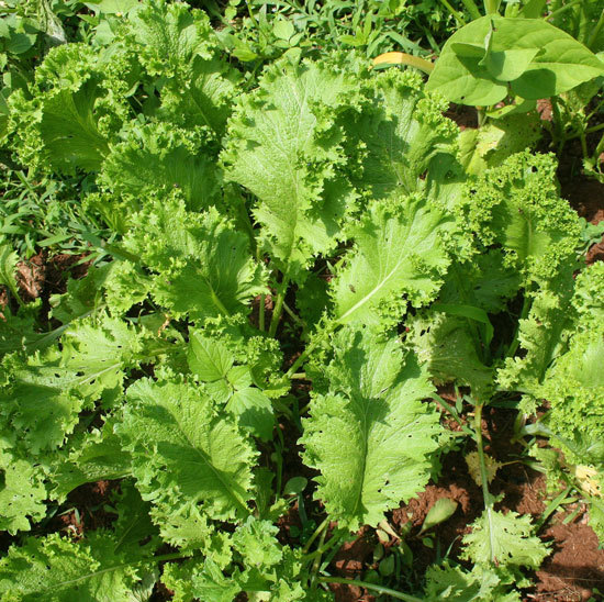 Fast Growing Salad Vegetables Mustard Greens
