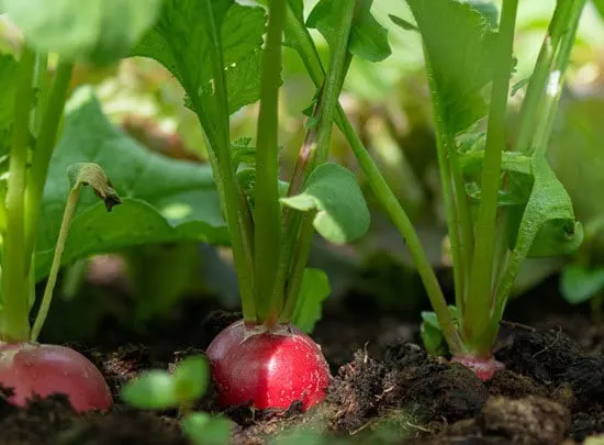 Fast Growing Salad Vegetables Radishes