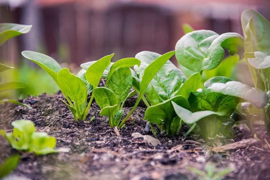 Fast Growing Salad Vegetables Spinach