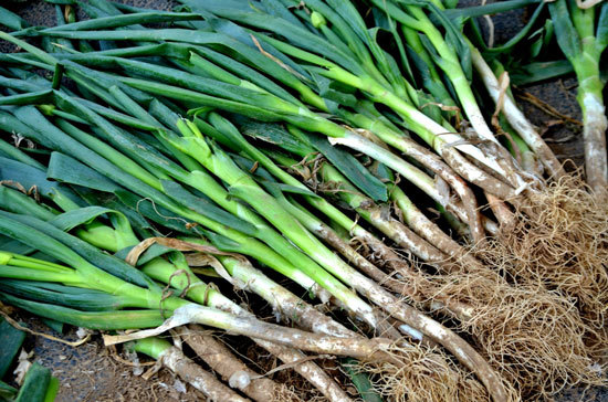 Fast Growing Salad Vegetables Spring Onions