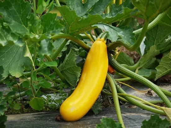 Fast Growing Salad Vegetables Zucchini or Summer Squash