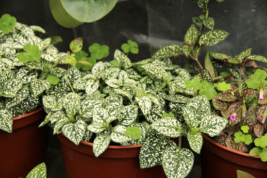 Polka Dot Plant Hypoestes Phyllostachya Cutest Small Indoor Plants