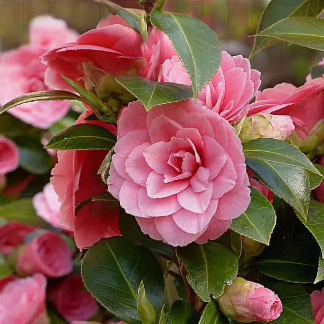 Rose Bush Alternatives Camellia