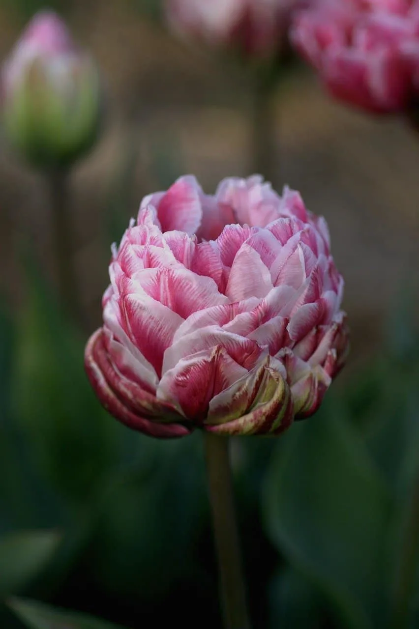 Rose Bush Alternatives Double Tulips