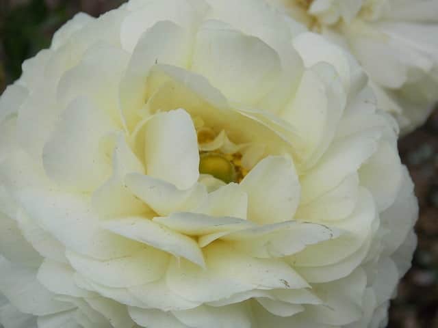 Rose Bush Alternatives Gardenia