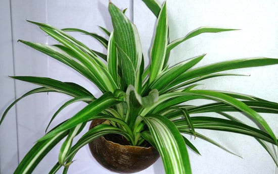 Spider Plant Cutest Small Indoor Plants