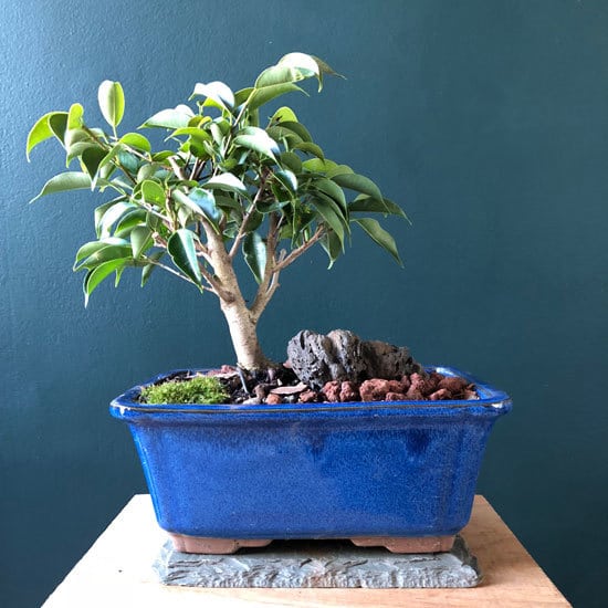 Weeping Fig Cutest Small Indoor Plants