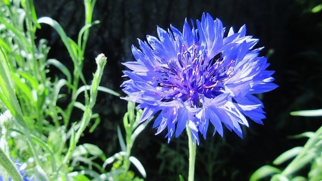 Worthy Easy and Fast Growing Flower Seeds Bachelor’s ButtonCornflower