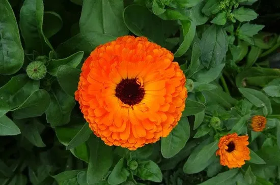 Worthy Easy and Fast Growing Flower Seeds Calendula English or Pot Marigold
