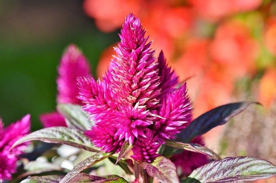 Worthy Easy and Fast Growing Flower Seeds Celosia or Cockscomb