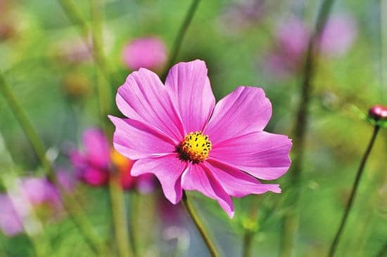 Worthy Easy and Fast Growing Flower Seeds Cosmos