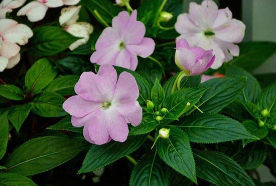 Worthy Easy and Fast Growing Flower Seeds Impatiens
