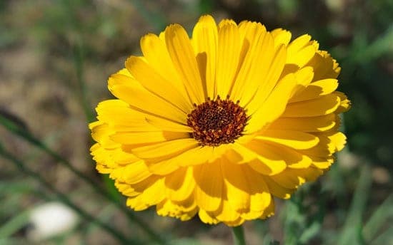 Worthy Easy and Fast Growing Flower Seeds Marigold
