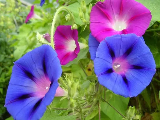 Worthy Easy and Fast Growing Flower Seeds Morning Glory