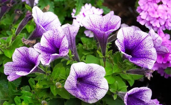 Worthy Easy and Fast Growing Flower Seeds Petunia