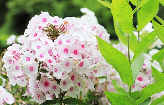 Worthy Easy and Fast Growing Flower Seeds Phlox