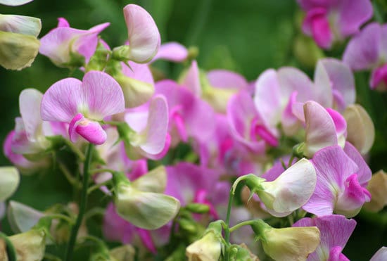 Worthy Easy and Fast Growing Flower Seeds Sweet Pea