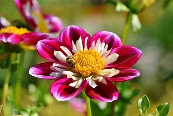 Worthy Easy and Fast Growing Flower Seeds Zinnias