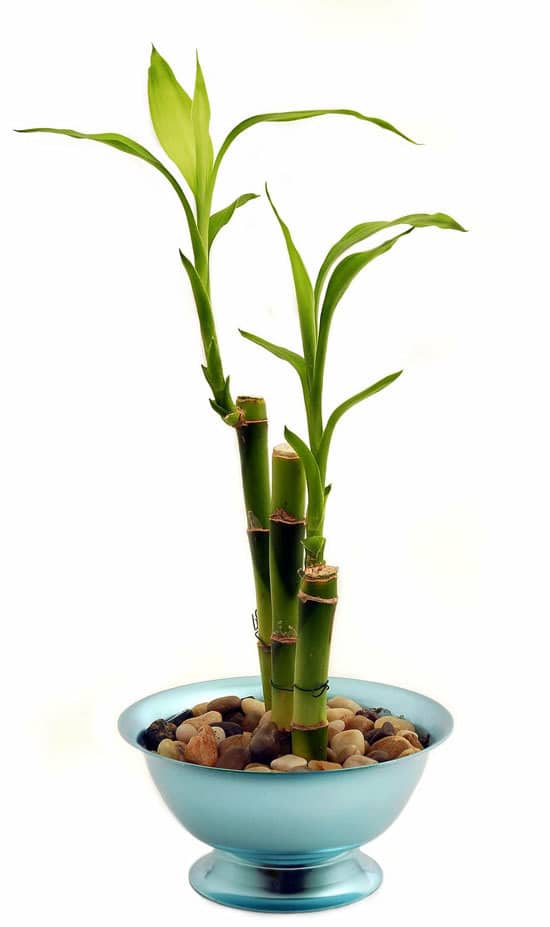 Best Bathroom Plants Lucky Bamboo