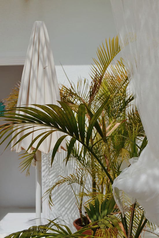 Best Bathroom Plants Majesty Palm