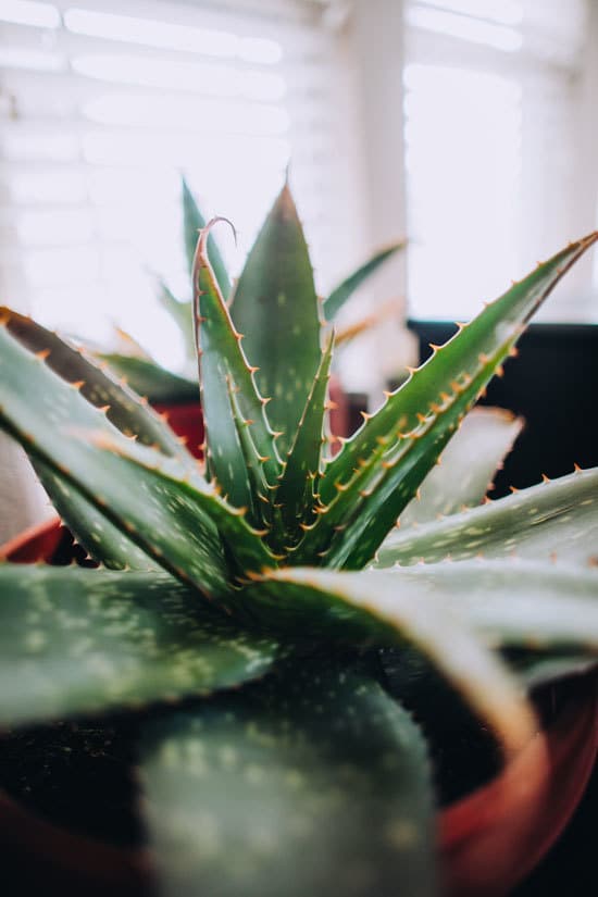 Best Bedroom Plants Aloe Vera