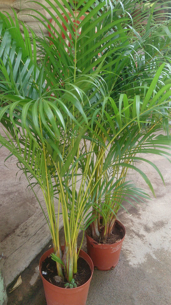 Best Bedroom Plants Areca Palm
